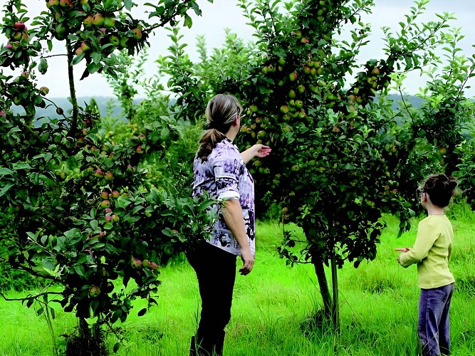 Domaine des Essarts Dans les vergers