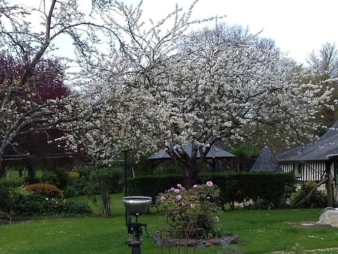 Les Chambres de Bazin - Beuvron-en-Auge - Le Jardin avec les cerisiers en fleurs