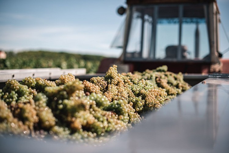 Château La Guipière