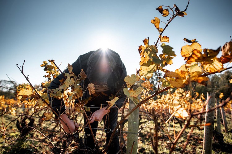 Château La Guipière