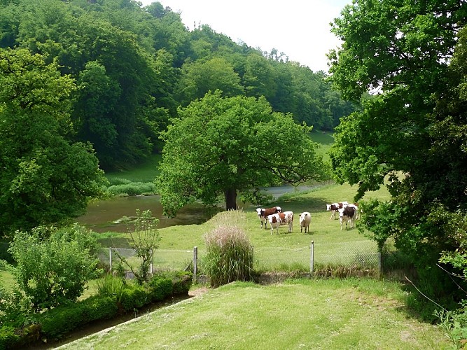 BOCAGENORMAND_VALLEEDELAVIRE&amp;PAYSAGE&amp;VACHE081012©CALVADOS-TOURISME_LIBRE