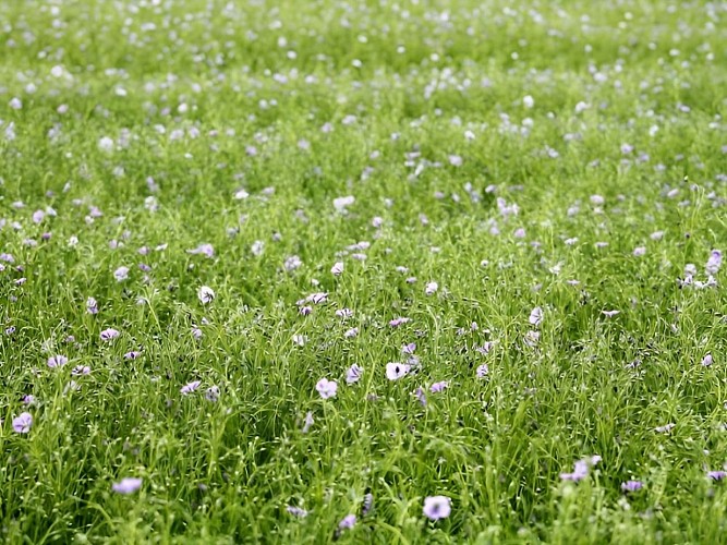 La Ferme des Châtaigniers