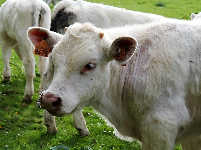 La Ferme des Châtaigniers