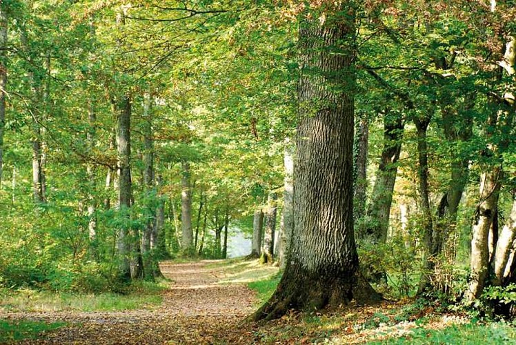 Boucle en forêt d'Orléans (voie verte)