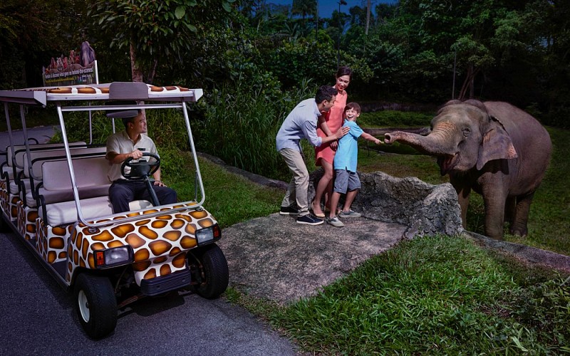 Cultural activities - Singapore Night Safari with Tram Ride