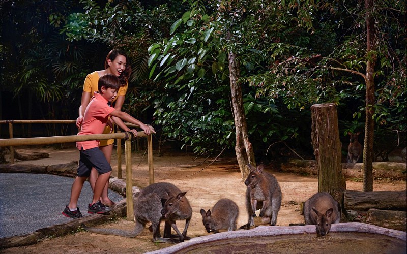 Singapore Night Safari with Tram Ride