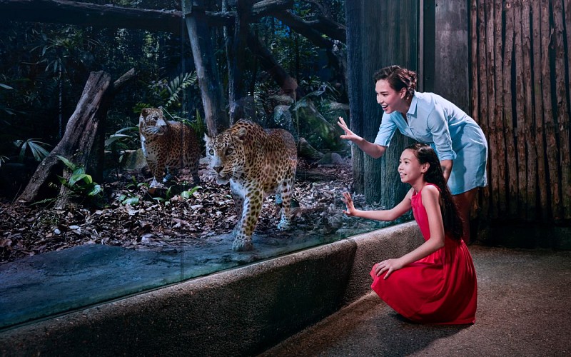 Singapore Night Safari with Tram Ride