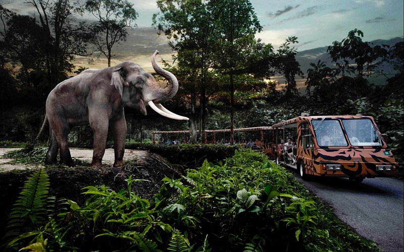 Singapore Night Safari with Tram Ride