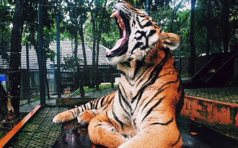 Super Saver Combo: Singapore Zoo + Night Safari