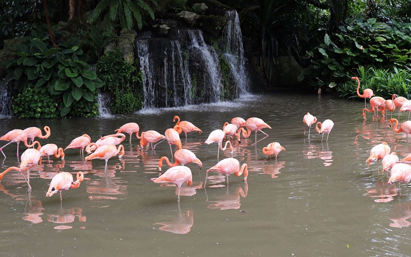 Jurong Bird Park with Tram Ride