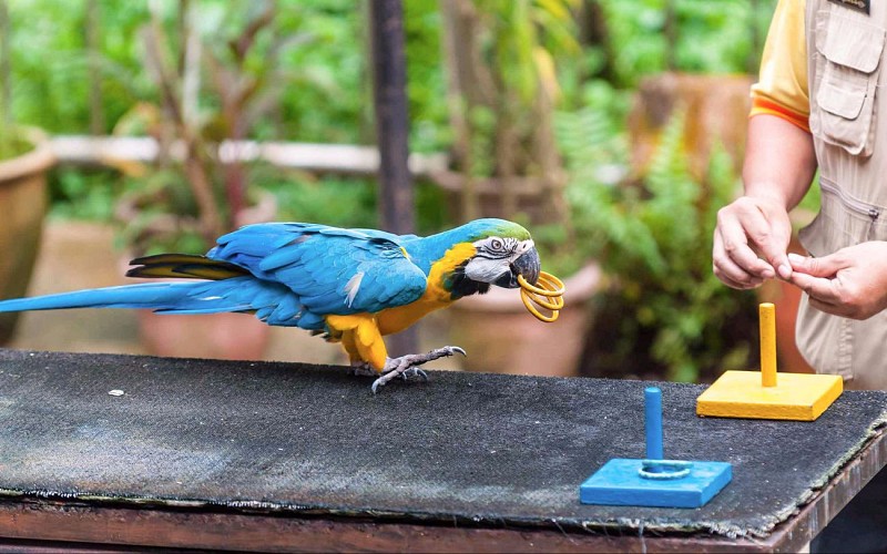 Jurong Bird Park with Tram Ride