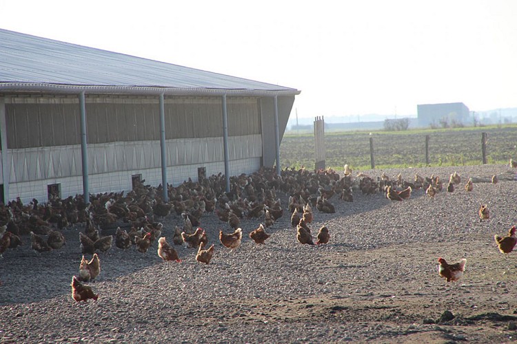 Vente à la ferme, Coco du marais