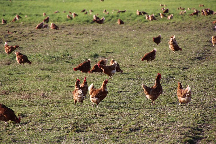 Vente à la ferme, Coco du marais