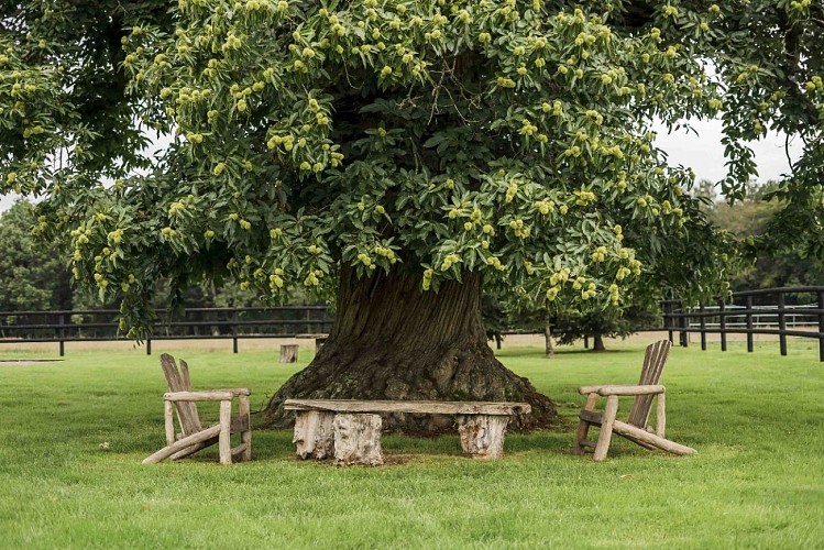 Le châtaigner vu du Lodge