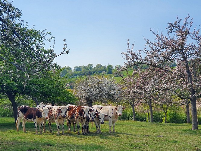 La Ferme de la Vallée au tanneur