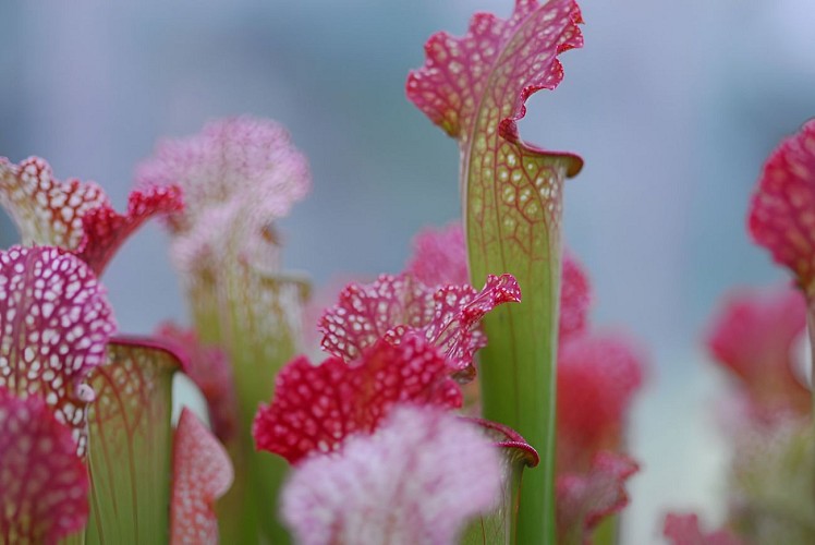 eden carnivore villers bocage 3