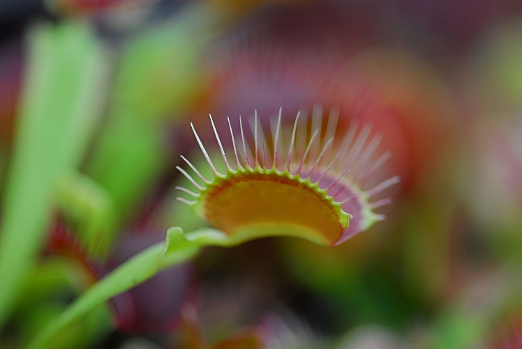 eden carnivore villers bocage 5