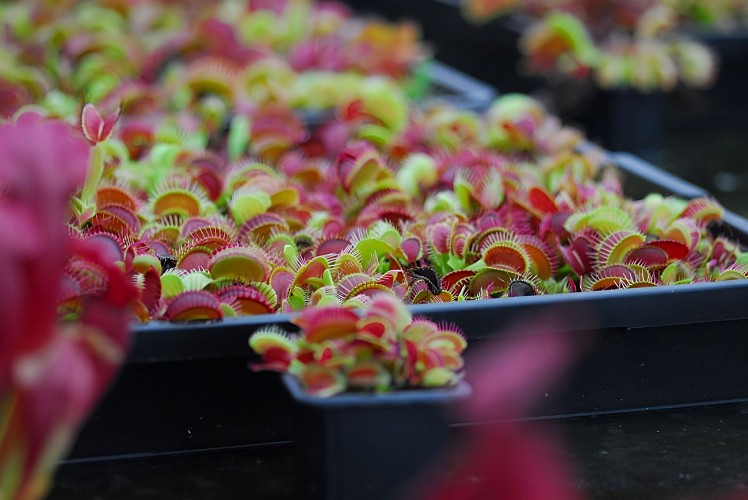 Producteur plantes carnivores Villers-Bocage