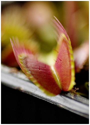 Dionaea Muscipula
