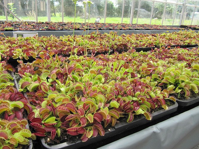 eden carnivore villers bocage 8