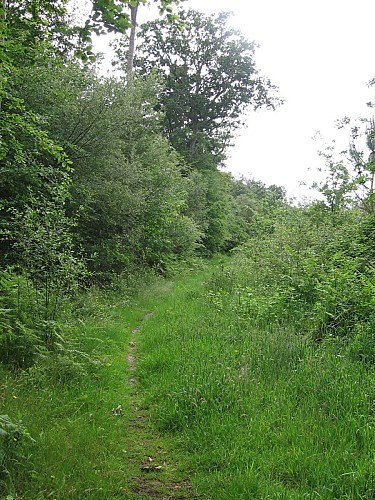 Forêt de la Hunaudaye