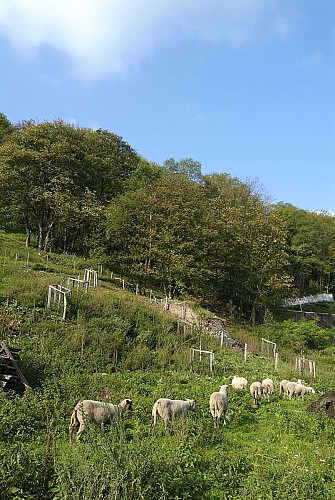 Vivegnis hillside