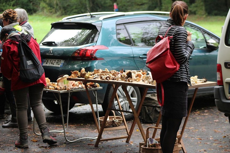 Sortie champignons