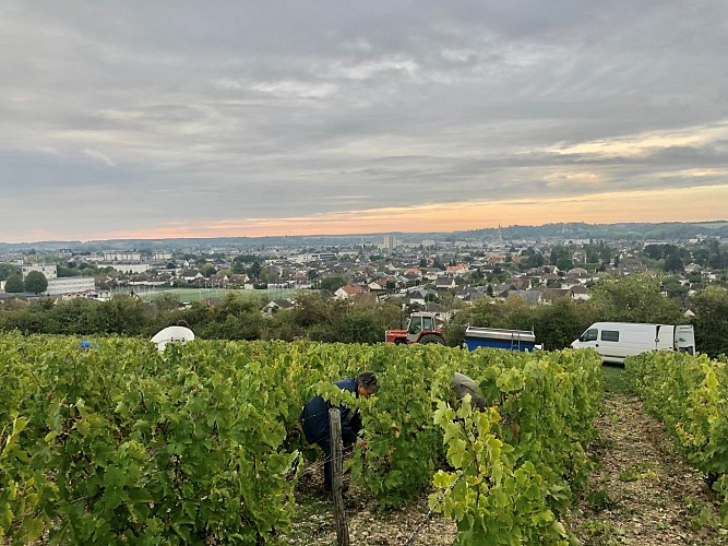 vendanges Les Coutis