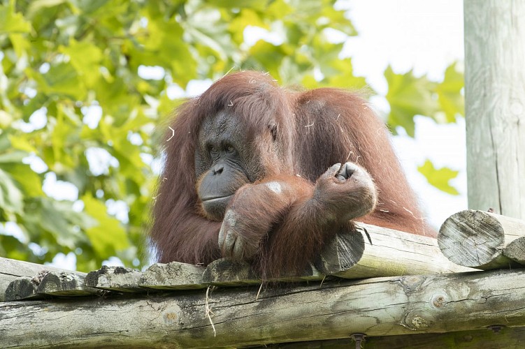 Orang-Outan-ZooParc-de-Beauval