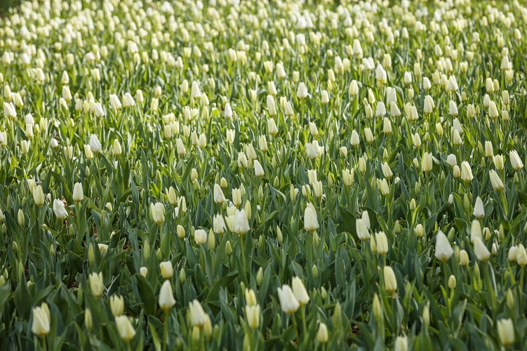 Rivière de tulipes