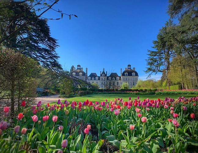 Tulipes-au-chateau-de-cheverny