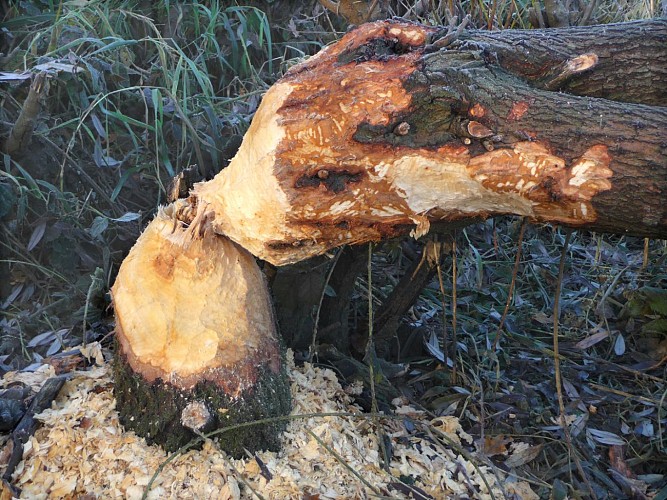 Ile-de-la-Folie-coupe-hivernale-de-castor