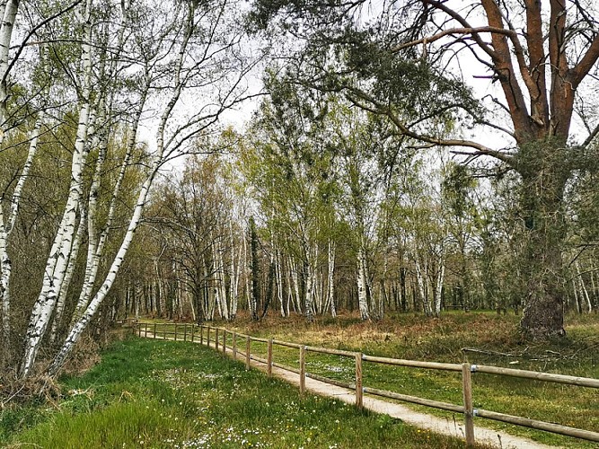 tourisme-sologne-patrimoine naturel-pruniers en sologne-sentier des mares