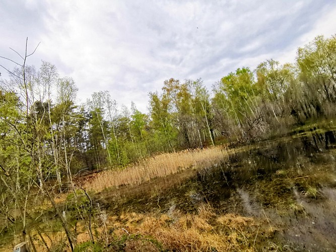 sologne-pruniers-sentier-mares-ens-balade-nature-pedagosique