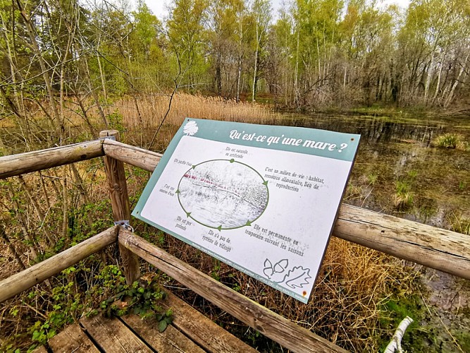 sologne-pruniers-sentier-mares-ens-balade-nature-pedagosique2