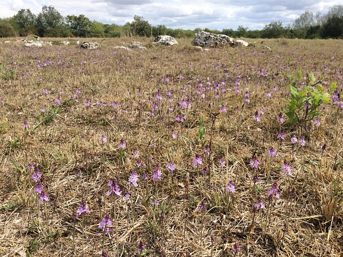 Scilles d'automne sur la Grande Mesle dans la réserve naturelle nationale