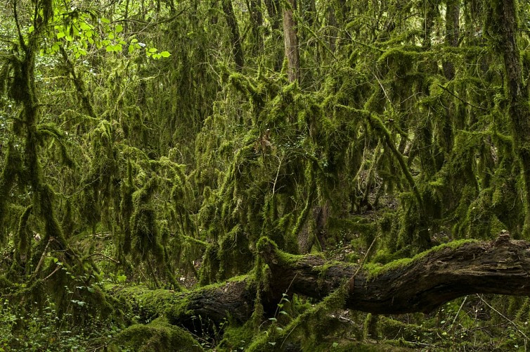 Ilot de vieillissement-