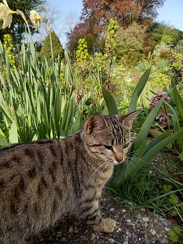 Cookie, le chat de la Ferme Auberge de la Lionnière