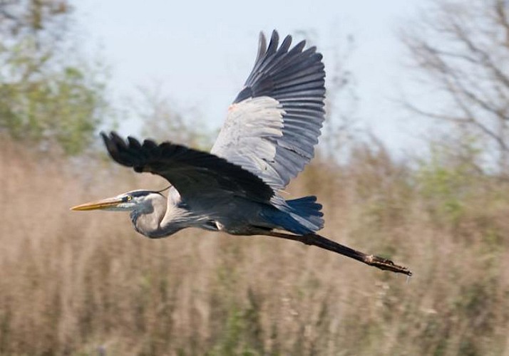 Airboat tour in the Everglades - departing from Kissimme (30min south from Orlando)