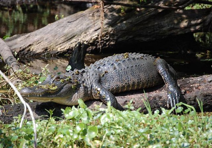 Airboat tour in the Everglades - departing from Kissimme (30min south from Orlando)