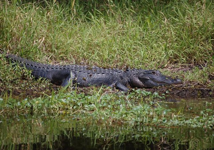 Airboat tour in the Everglades - departing from Kissimme (30min south from Orlando)