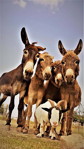 Ferme "Du coq à l'âne "