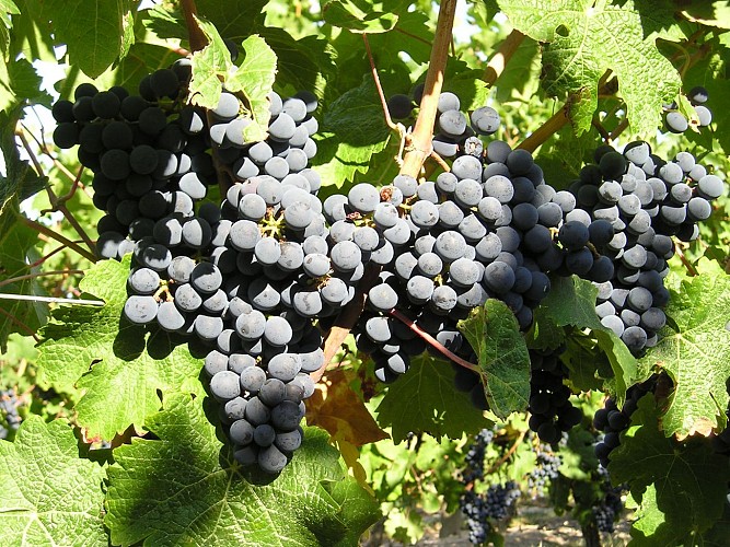 DOMAINE DE TERREBRUNE