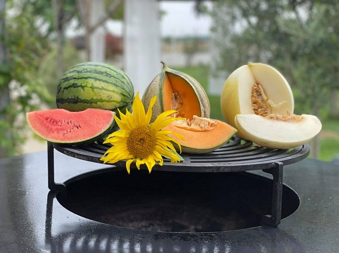 Maraîchage, Melons Vendélice - Puyravault