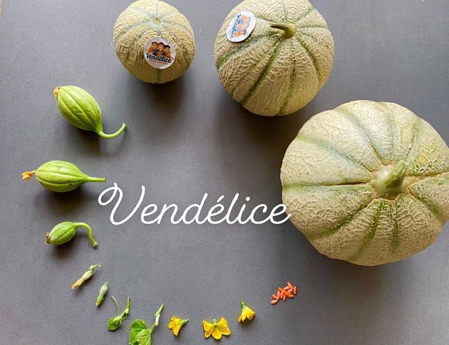 Maraîchage, Melons Vendélice - Puyravault