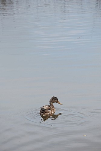 PLAN D'EAU DU GRAND FAY