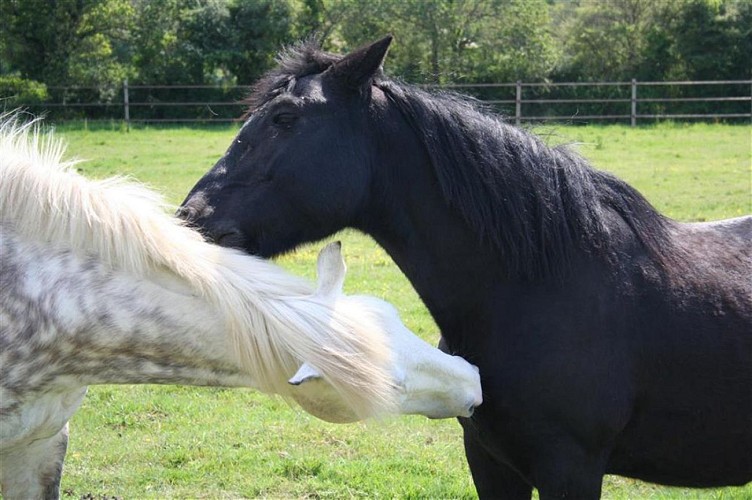 CENTRE ÉQUESTRE DE LA CÔTE DE JADE
