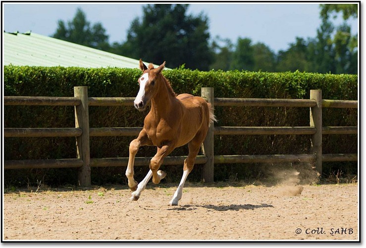 LES ECURIES OREPÈRE - PENSION DE CHEVAUX