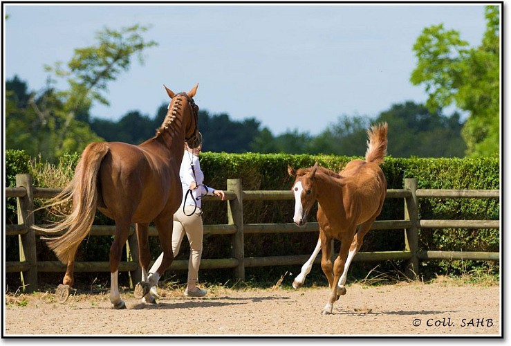 LES ECURIES OREPÈRE - PENSION DE CHEVAUX