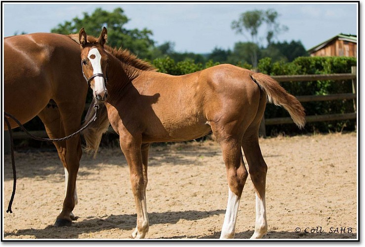 LES ECURIES OREPÈRE - PENSION DE CHEVAUX
